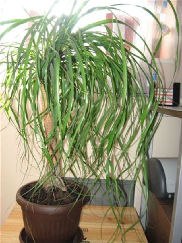 dracena?
